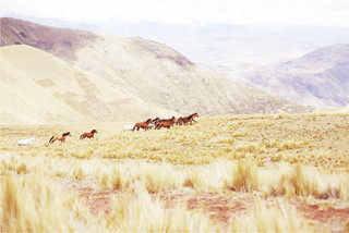Wildhorses, Peru 2011 personal work